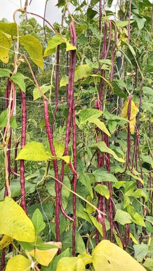 30PCS Purple Red Yard Noodle Bean Seeds Asparagus Bean String Bean Seeds