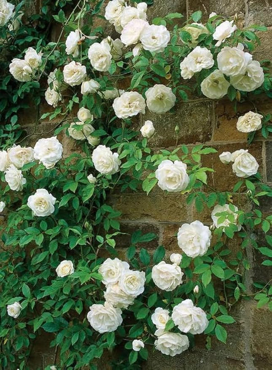 Mix Climbing Rose Rosa Seeds Bush Vine Climber Fragrant Butterfly Rare Non-GMO Heirloom Variety for Your Garden 100pcs