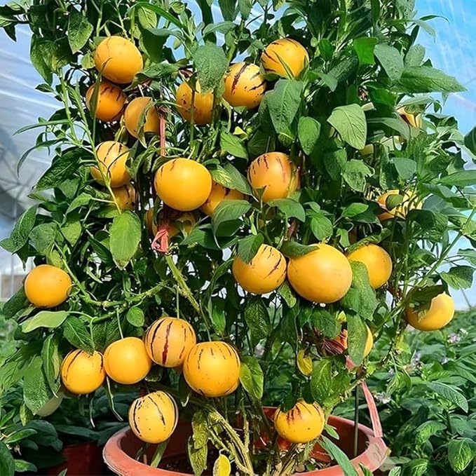 30Pcs Pepino Melon Seeds for Planting-Non-GMO Heirloom Plant Seeds Garden Outdoor