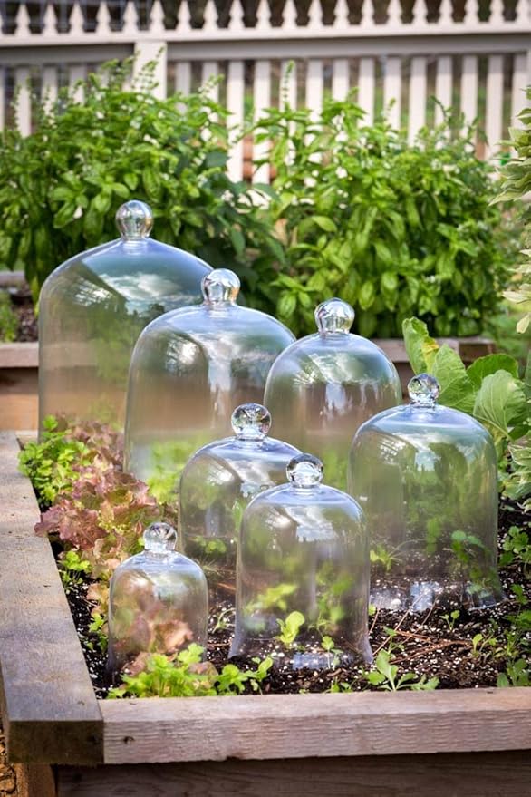 Glass Cloche Bell Jar - Plant Terrarium - Centerpiece Dome Display (12.5" x 9")