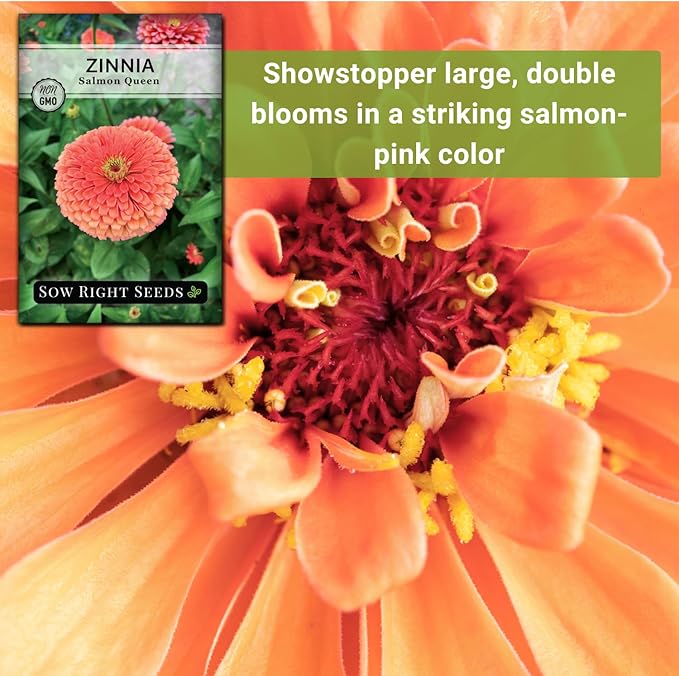 Sow Right Seeds - Salmon Queen Zinnia Seeds for Planting - Non-GMO Heirloom Packet to Plant & Grow an Outdoor Home Flower Garden - Annual, Giant Pink Blooms to Cut and Come Again (4)