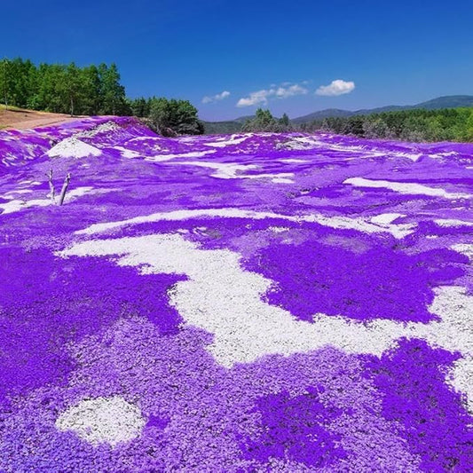 16,000 Creeping Thyme Seeds - Non-GMO Heirloom, Easy to Grow Drought Tolerant Low Maintenance, Perennial Aromatic Ground Cover for Garden & Landscaping Outdoor Planting