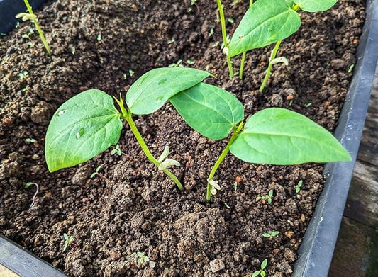Green 100+ Seeds Snake Oriental Yard Long Pole Bean Seeds for Planting Noodle Beans Heirloom Non-GMO Delicious Vegetable Seeds
