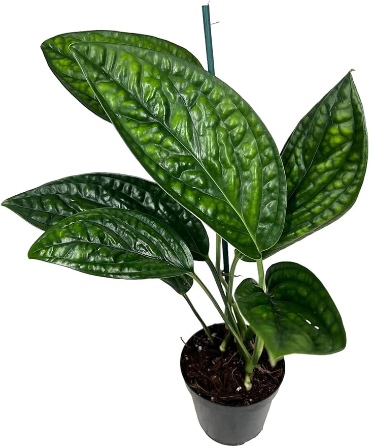 GARDENERA Monstera Peru Potting Soil - Premium Karstenianum Soil Blend - Promotes Optimal Drainage and Aeration - 4 Quart