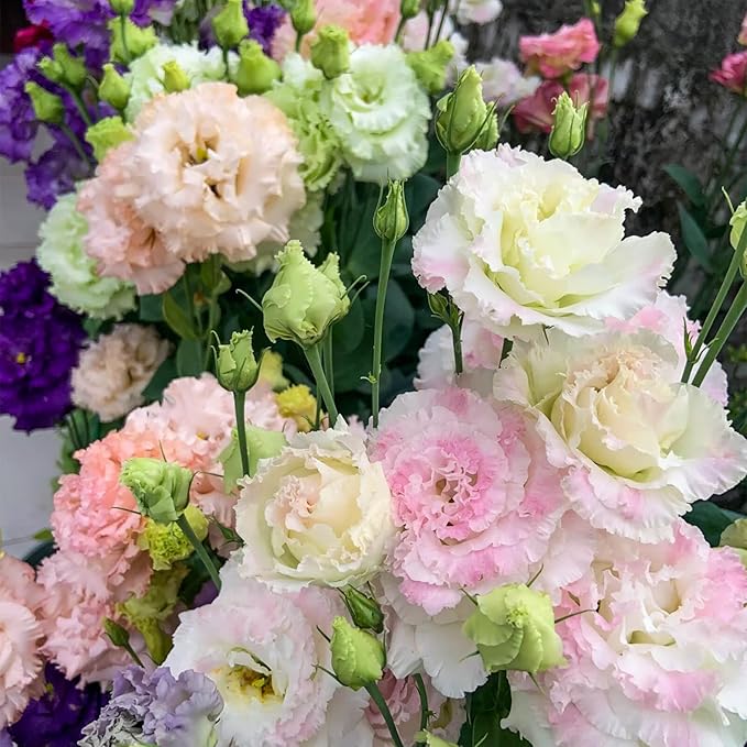 2000+ Lisianthus Seeds for Planting - 2 Pack Mixed Color Perennial Eustoma Grandiflorum Seeds for 2026, Thornless Rose Flowers Seed for Planting, Wildflower, Non-GMO, Garden, Indoor Blooms
