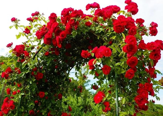 100+ Red Climbing Rose Seeds for Planting Outdoors Ornamental Climbing Flowers Rosa Bush Vine Climber Long-Blooming