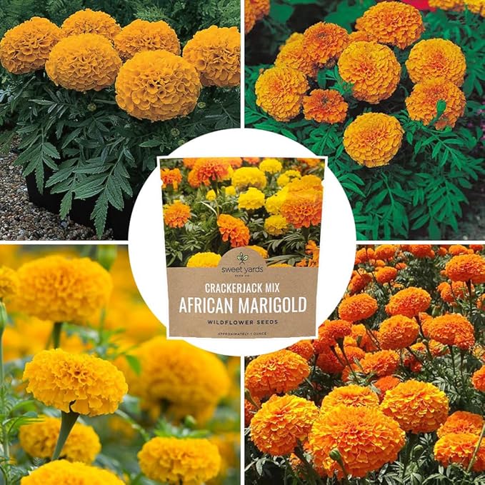 Sweet Yards African Marigold Seeds Mix Crackerjack Mix - Bulk 1 Ounce Packet - Over 10,000 Seeds - Huge Orange and Yellow Blooms - Adaptable to All US Regions - Pollinator Friendly
