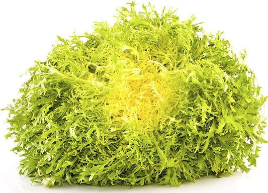Seeds Endive Lettuce Yellow Heart Curly Frisee 50 Days for Salad Non GMO Vegetable for Planting 700 Seeds