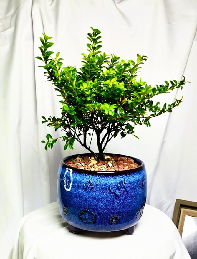 Arktiva Ceramic Planter Pot w/Drainage, 4.75 Inch Dia, Indoor Outdoor, Home Patio Garden, Plants, Flower Succulent, Glazed Plum Blossom Round