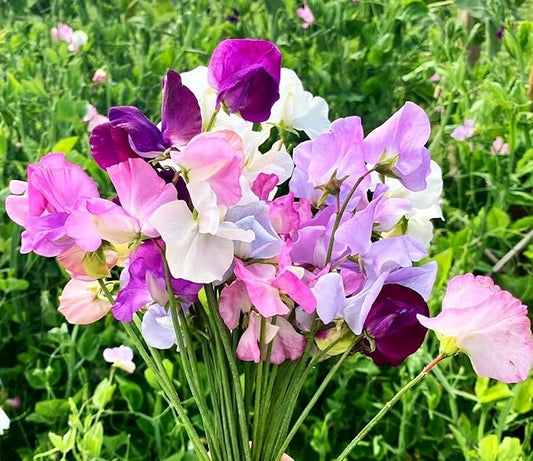 Sweet Pea Seeds 100 Seeds - Non-GMO Heirloom Seeds Brightly Colored Flowering Vines for Pergolas, Flower Beds, Balconies and Patios