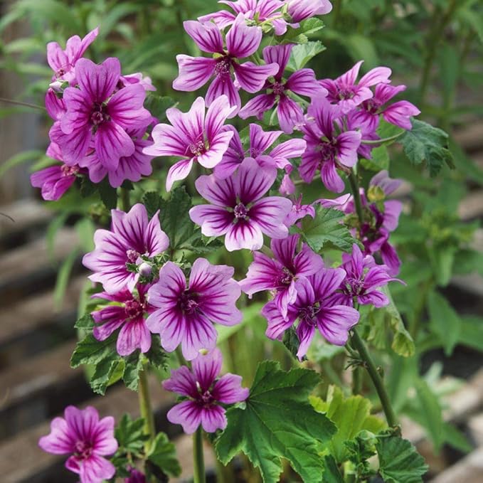 Outsidepride Zebrina French Hollyhock Seeds - 500 Pcs Perennial White & Purple Heirloom, Long-Blooming Drought Tolerant Flower Seeds with Semi-Double Blooms for Cottage Gardens & Cut Flowers