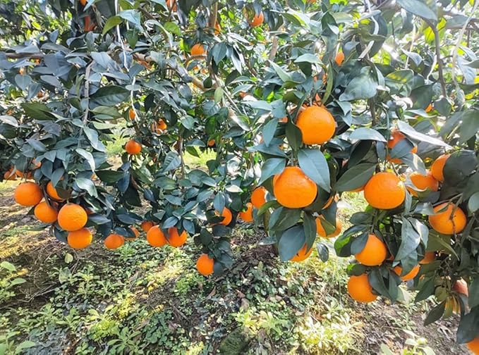 20PCS Mandarin Orange Seeds Citrus Indoor Plant Seeds Heirloom