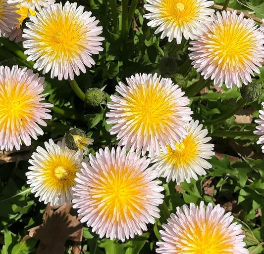 10,000+ Dandelion Seeds for Planting – Heirloom Non-GMO Taraxacum officinale, Edible Herb Seeds for Garden, Medicinal Use, Salads and Wildlife Support