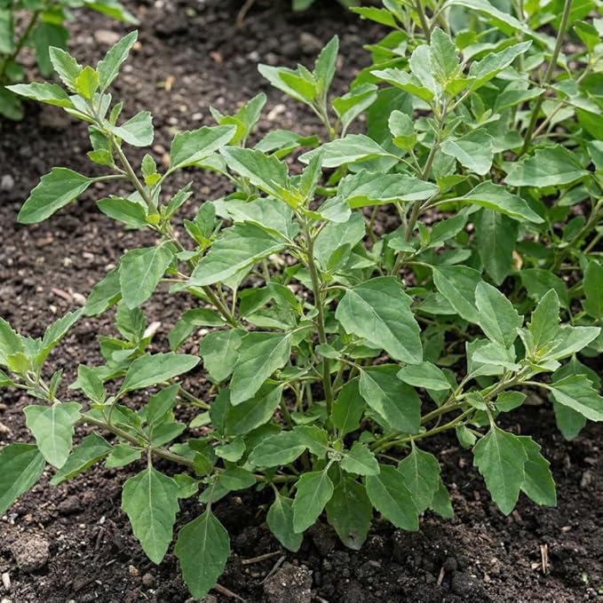 100+ Papalo Seeds – Mexican Herb Papaloquelite (Porophyllum ruderale) – Heirloom Garden Herb Seeds for Outdoor Garden, Raised Beds & Containers