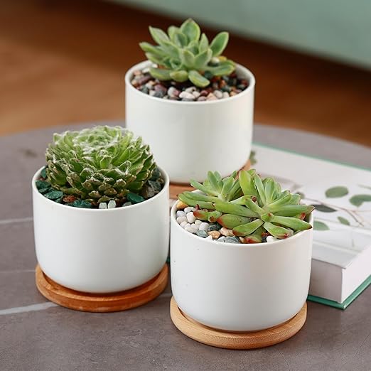 6.6 lbs Succulent and Cactus Bonsai Pebbles, 6-9mm Decorative Landscaping Polished Stones Natural Garden Gravel Rocks for Indoor Outdoor Plants Aquariums DIY, and Gardening Top Dressing, Jade Green