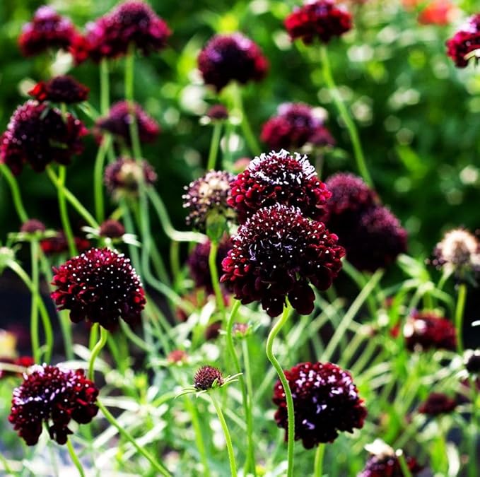 Pincushion or Scabiosa Mixed Seeds - 100 Imperial Mix Seed - Non GMO