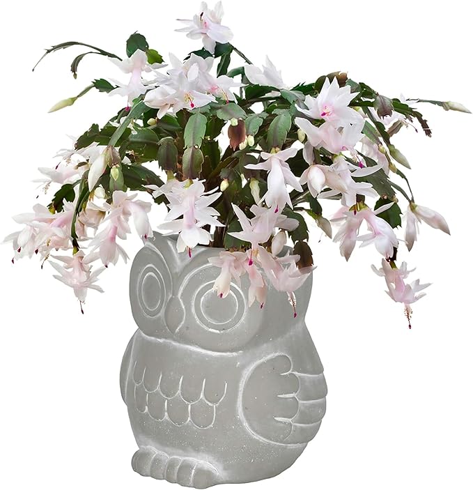 Classic Home and Garden Cement Buddies Animal Planters - Cute Desk Decoration - UV Coated Animal Vase w/Removable Drain Plug - Succulent Plant Pot for Indoor/Outdoor (Owl Planter, Natural, Small)