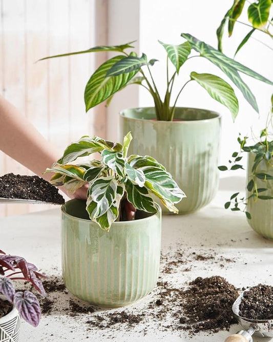 LE TAUCI Fluted Ceramic Pots for Plants, 8.3/7/6 Inch Indoor Planters with Drainage Holes & Mesh, Modern Glossy Glaze Cylinder Plant Pot for Snake Plant, Set of 3, Sage Green