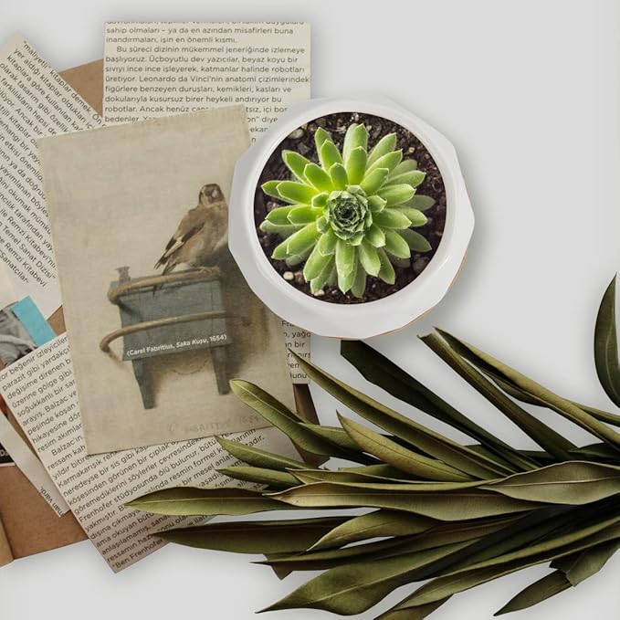 ZOUTOG Succulent Plant Pot 12 Pack, 2.5 inch Square Pattern Ceramic Planters with Bamboo Tray, Small Succulent Pots Indoor, White Office Desk Decor (Seeds& Plants Not Included)
