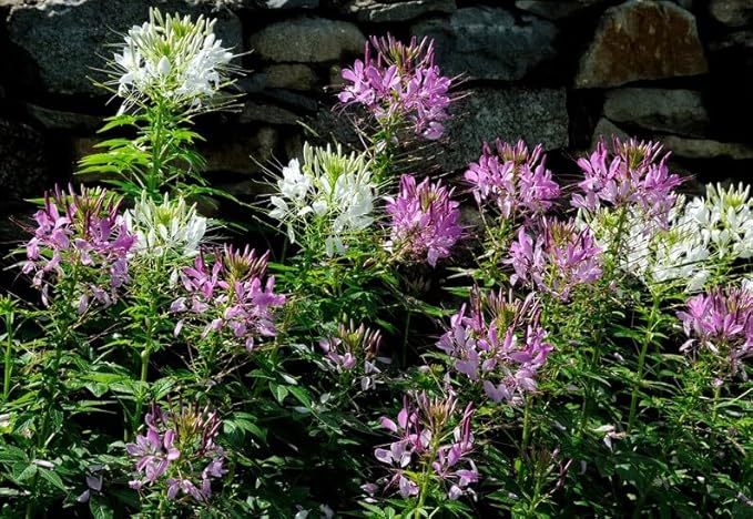100+ Cleome Spider Flower Seeds Mixed Colors Flowers Cleome Planting