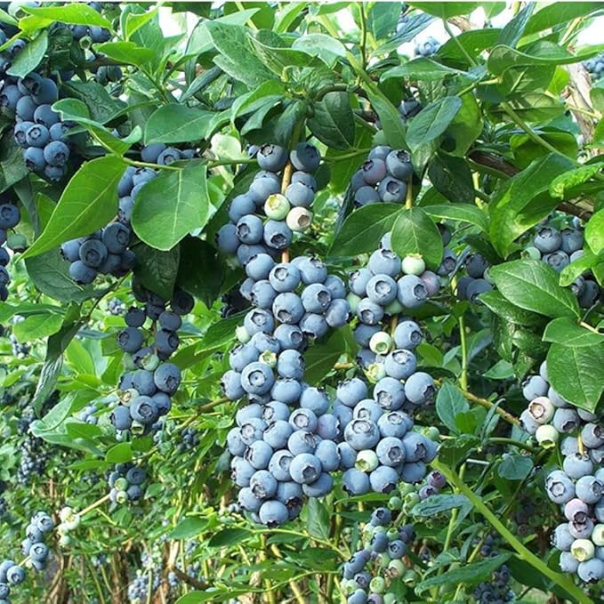 200+ Blueberries Seeds Organic-Blueberry Seeds Non GMO Fruit Tree Berry Seed-Blue Berries Seed Heirloom for Planting Outdoors