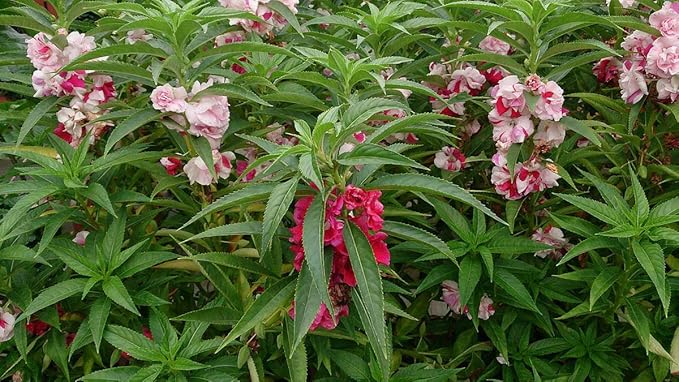 Seeds Balsam Camellia Flowered Mix - Impatiens balsamina - Annual Flowers for Planting - GMO Free