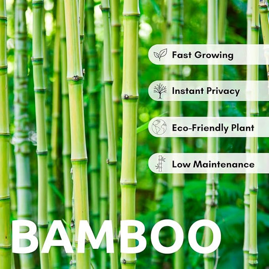 420 Giant Bamboo Seeds for Planting - Fast Growing Bamboo Ideal Privacy Screen, Windbreak, Garden Accent or Landscaping – Easy Planting - Striking Dark Stems