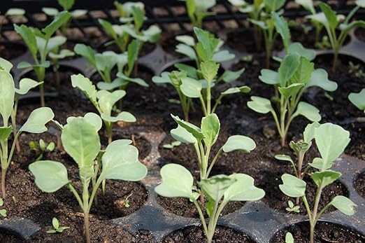 Organic Seedling Solution, Liquid Fertilizer for Seedlings, Cuttings & Clones – Natural Seaweed & Fish-Based Plant Food for Strong Root Growth. 32 oz