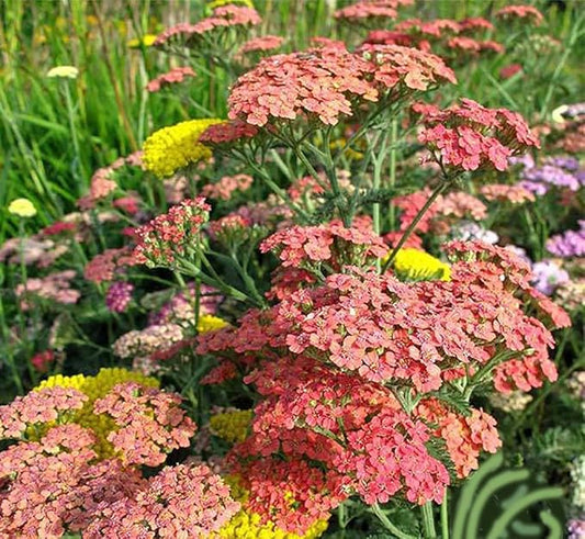 Red Yarrow - A Favorite Perennial Wildflower - 17,500 Seeds