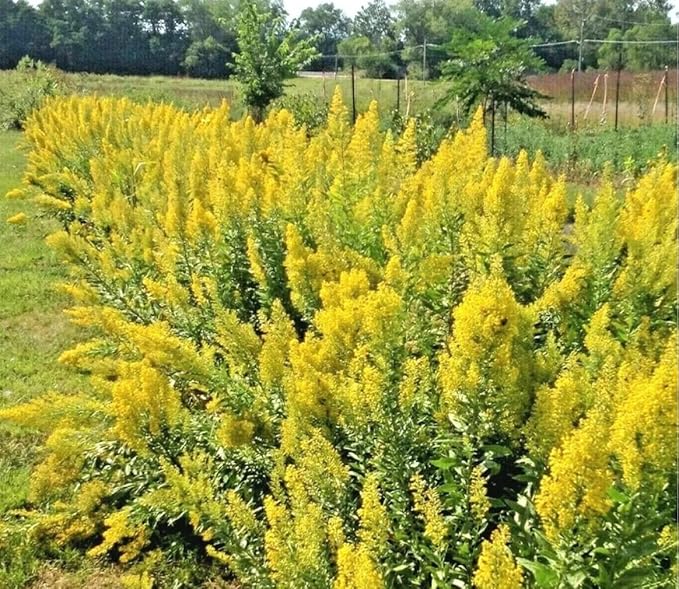 Goldenrod Showy 1000 Seeds (Solidago speciosa) Heirloom - Open Pollinated