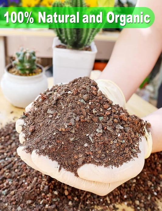 TOYPOPOR Succulent Soil, Cactus Potting Mix 6 Pounds/3QTS, High Drainage, Pre-Mixed Ready to Use for All Succulent Varieties, Indoor Plants, Bonsai, Terrarium, Houseplant, 70% Particles 30% Soil