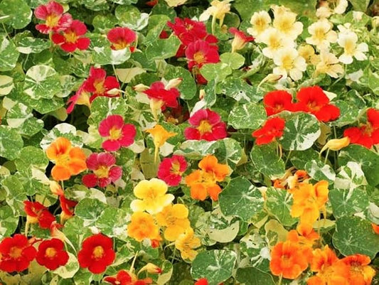 Nasturtium Seeds Dwarf Tall Trailing Mix – 50+ Edible Flower Seeds for Planting Outdoors – Fast Germination, Low-Maintenance Climbing