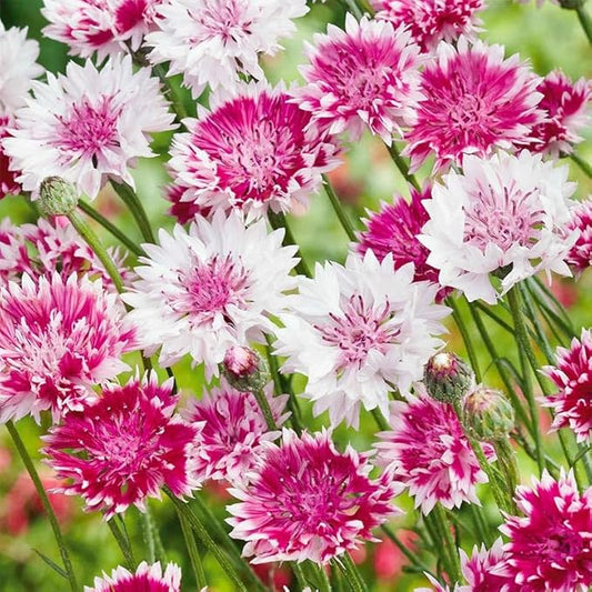 520+ Cornflower Seeds for Planting-Non-GMO Heirloom Plant Seeds Garden Outdoor