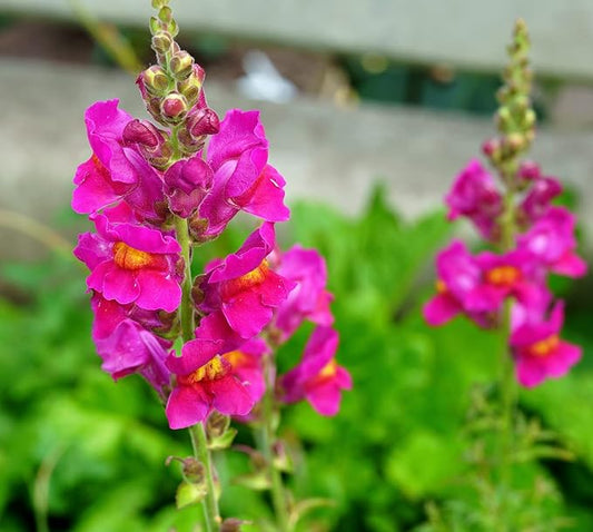 Snapdragon Flower Seeds Mixed - 2000Pcs Mix Snapdragon Flower Seeds for Planting Outdoor Snapdragon Flower Home Garden Balcony Multicolor Flowers Seeds