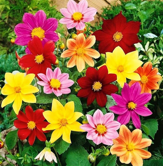 100+ Perennial Mixed Mini Dahlia Pompon Flower Seeds for Planting Ourdoor Beautiful Heirloom