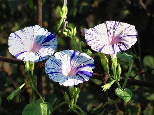 Seeds Morning Glory Harlequin Mix Annual Flowers