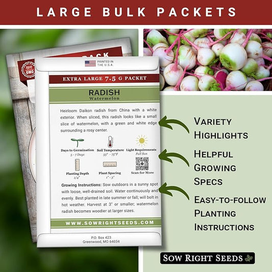 Sow Right Seeds - Bulk Watermelon Radish Seed for Planting - 10 Grams, 1000 Seeds - Non-GMO Heirloom Jumbo Pack - Easy to Grow with High Yields - Grow Loads of This Rare Variety - Vibrant Interior