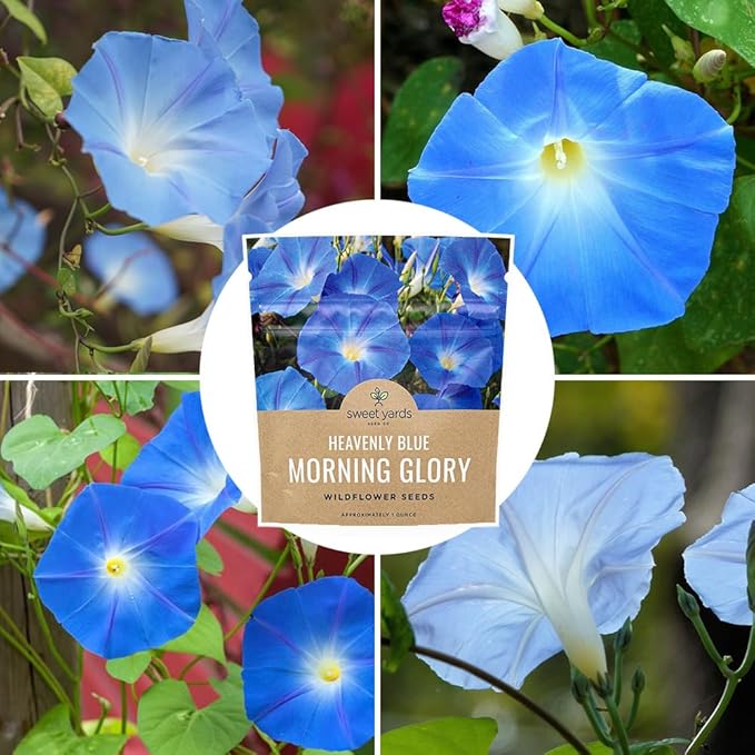Morning Glory Seeds Heavenly Blue - Large 1 Ounce Packet - Over 1,000 Flower Seeds