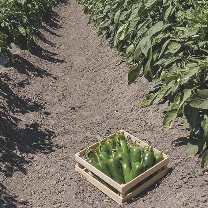 Park Seed Variety of Hot Chili Pepper Plant Seeds, Easy to Grow, Perfect for Spring Garden, San Joaquin Jalapeno, Pack of 15