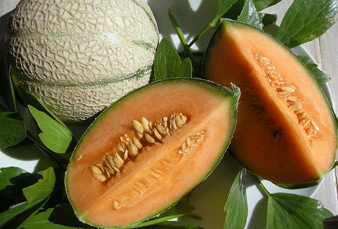 Seeds Charentais Melon Cantaloupe Non GMO Heirloom
