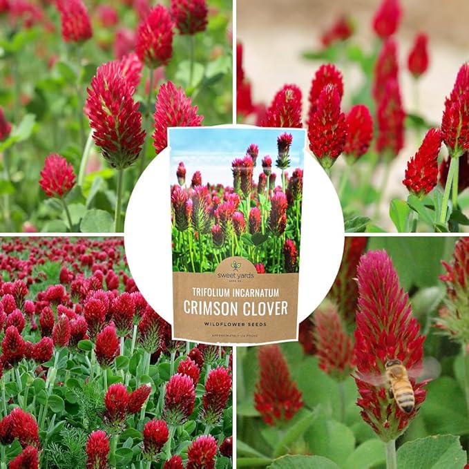 Crimson Clover Seeds – Bulk Quarter Pound Bag – Over 20,000 Open Pollinated Non-GMO Seeds – Trifolium incarnatum