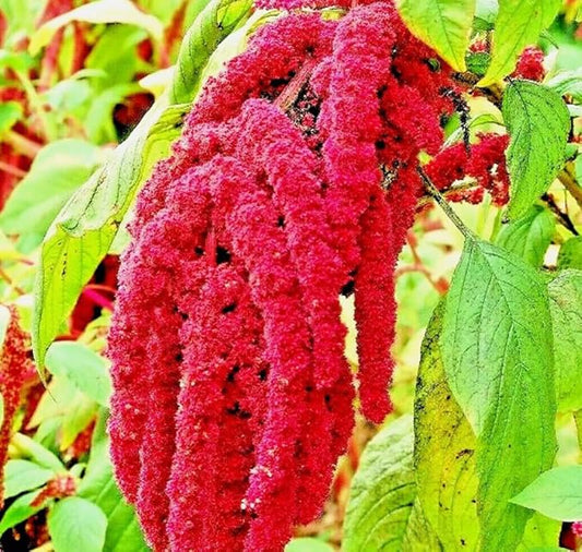 500PCS Amaranth Seeds Red Garnet Love Lies Bleeding Autumn Flower Garden Heirloom Seeds