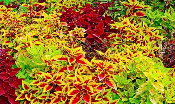 100PCS Coleus Seeds Rainbow Mix Pollinator Bumble Bee Houseplants Shade Garden Plant Seeds