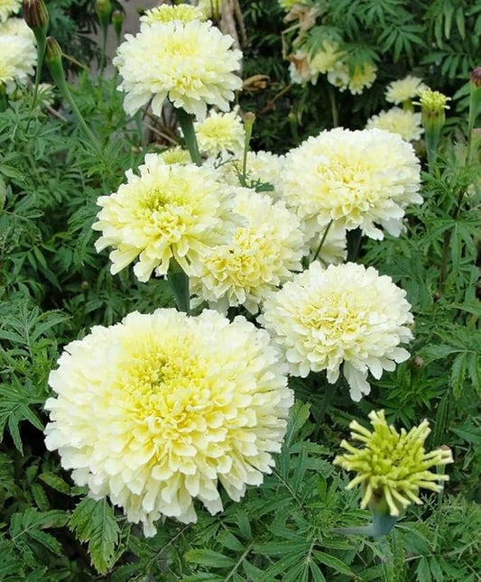 100pcs Moonlight Marigold Seeds Tall Creamy White Flowers Large Double Flowers Heirloom Non-GMO Tagetes patula