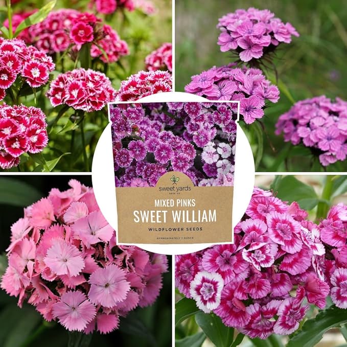 Sweet William Seeds – Mixed Pink Colors – Extra Large 1oz Packet – Over 30,000 Open Pollinated Non-GMO Flower Seeds – Dianthus barbatus