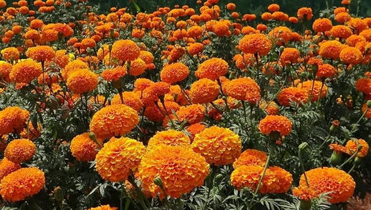 Set of 100 Cut Flower - Mixture Annual Flower Seed Packets - Perfect for Creating Your Dream Garden! - Includes 100 Packets of Cut Flower - Mixture Seeds!