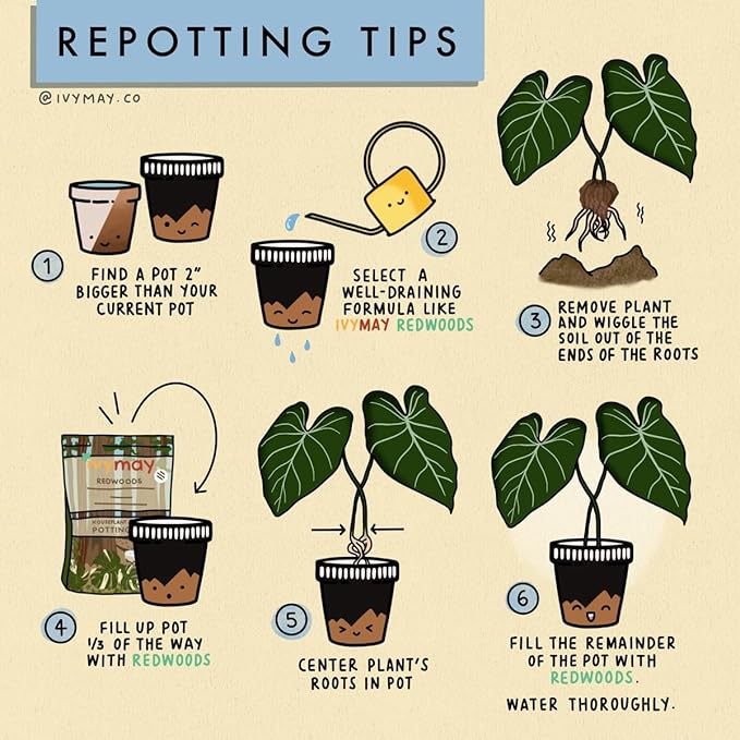 IvyMay Redwoods Potting Soil ― Organic Potting Mix for Indoor House Plants & Aroids, Ready to Use Potting Soil Indoor Plants with Perlite, Earthworm Castings, Essential Oils ― 4 qt