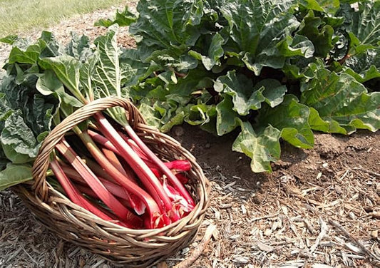TomorrowSeeds - Victoria Rhubarb Seeds - 1200+ Count - for 2026 Planting USA Garden Vegetable Perennial Red Rheum Huang Celery Rubharb Non-GMO Heirloom Grow Your Own Home Farm Patio Healthy