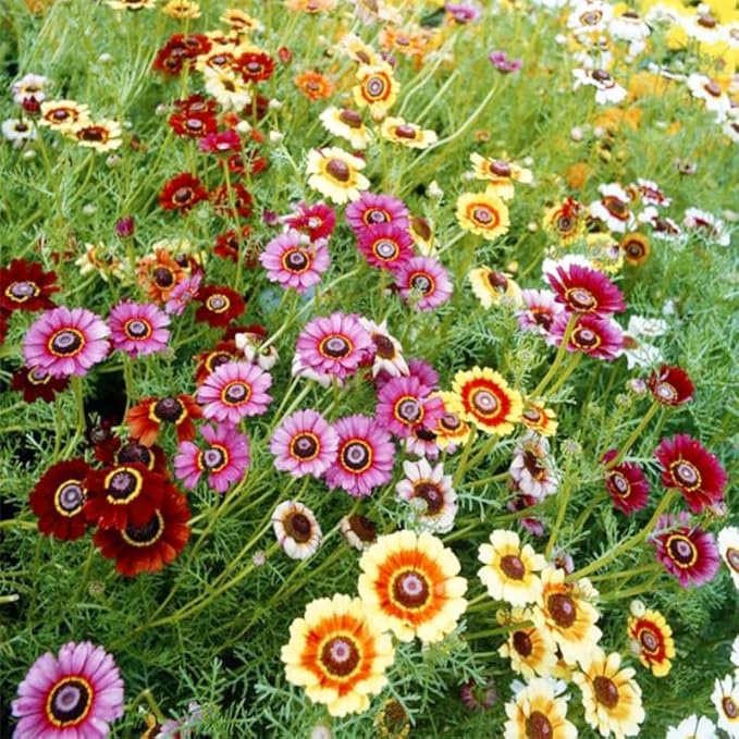 1100+ Painted Daisy Flower Seeds - Chrysanthemum Carinatum, Vibrant Rainbow Mix Perennial Seeds, Fragrant Blooms Attract Butterflies, Essential for Home Gardens