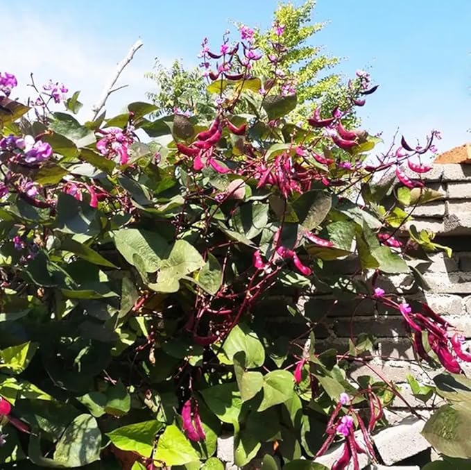 15PCS Purple Hyacinth Bean Seeds Dolichos Lablab Climbing Vine Non-GMO Seeds